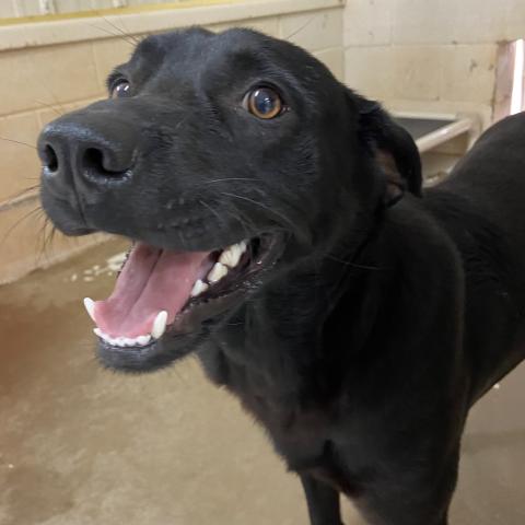 Photos by Lisa Carroll, Elgin Animal Welfare Coordinator