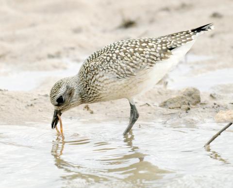 Photo by Randy Mitchell A juvenile black-bellied plover rinses off a worm it has pulled from the mud. I snapped this photo in September 2019 near a large lake. An adult in the fall will look similar to this, but with a lighter (mostly white) belly and breast, and the markings on the back and wings will be less crisp.