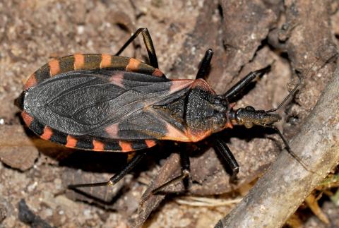 An eastern bloodsucking conenose walks along a forest floor. Note the overall black coloring and the six reddish-orange spots (or stripes) on each side of the abdomen. Photo by Randy Mitchell
