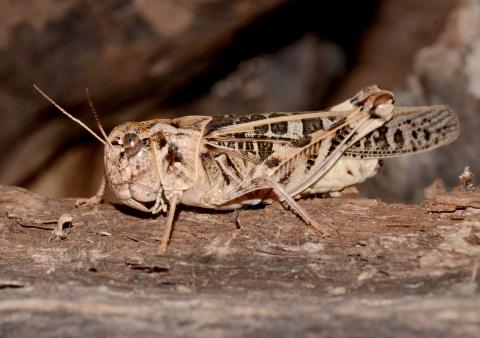 Photo by Randy Mitchell A female wrinkled grasshopper clings to a piece of wood. Note the large head and bulky body. Note the overall beige coloring, with brown, leopard-like spots on the wings and legs.
