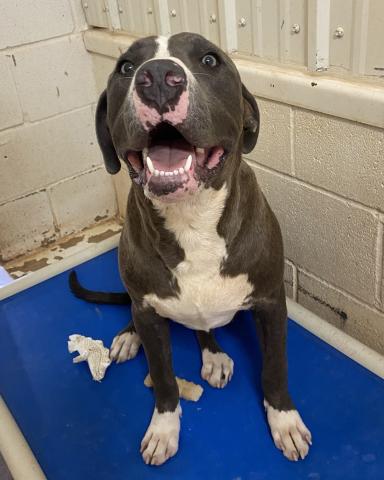 Photos by Lisa Carroll, Elgin Animal Welfare Coordinator