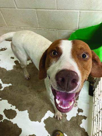 Photos by Lisa Carroll, Elgin Animal Welfare Coordinator