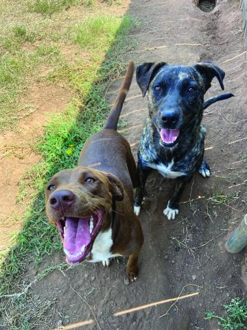 Photos by Lisa Carroll, Elgin Animal Welfare Coordinator