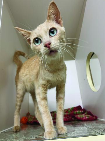 Photos by Lisa Carroll, Elgin Animal Welfare Coordinator