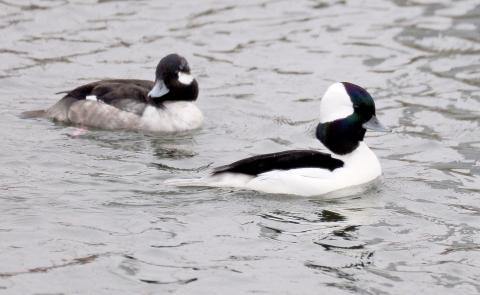 Photo by Randy Mitchell A male, right, and female bufflehead swim along on a cloudy day. Note the large white patch of the male which runs from about each eye around the back of the head. Although the male’s head is black, when the sun shines on the dark coloring, it has a purple and green iridescence which is quite spectacular. 