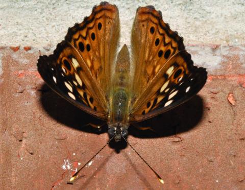 A hackberry emperor butterfly clings to a brick wall. Note the overall orange color with dark coloring on the outer portions of the forewings. This individual is almost certainly a male as females are more faded and have less orange coloring. Also note the large black spot surrounded by an orange ring on each forewing. The similar in appearance tawny emperor does not have those spots on the forewings. Photo by Randy Mitchell