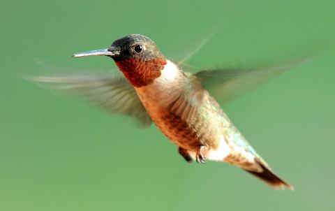 Photo by Randy Mitchell A male ruby-throated hummingbird hovers in the air. Take note of the ruby throat found on males. The feathers of which resemble scales. Younger males often have just spots of red.