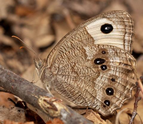  PHOTO 1 CAPTION Photo by Randy Mitchell A common wood-nymph clings to a fallen twig on a forest floor. Note the yellowish area on the forewing which has two large black spots, but only one is visible in this photo.
