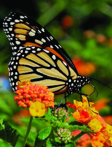 Photo by Randy Mitchell A monarch butterfly drinks nectar from flowers. 