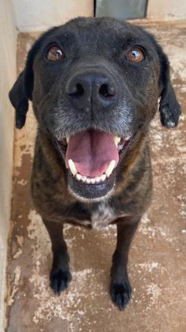 Photos by Lisa Carroll, Elgin Animal Welfare Coordinator