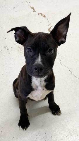 Baby Yoda – 4-month-old Pit Bull Terrier mix