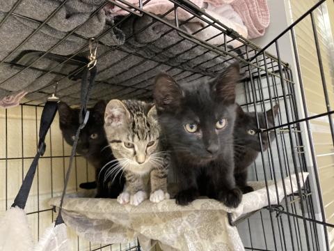 Doodle, Leo, Olive and Pansy. LISA CARROLL