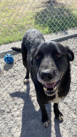 Featured pet of the week, Bear. LISA CARROLL | ELGIN ANIMAL WELFARE