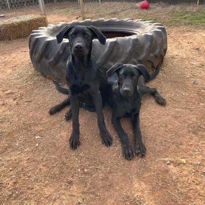 From left to right, Boone & Tripp. LISA CARROLL | ELGIN ANIMAL WELFARE COORDINATOR
