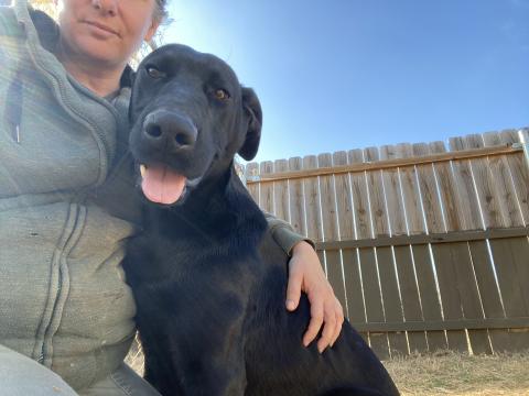 Elgin Animal Welfare's featured pet of the week, Boone. LISA CARROLL | ELGIN ANIMAL WELFARE