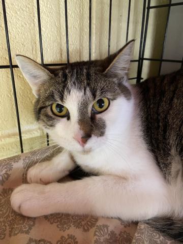 Elgin Animal Shelter Pet of the Week, Jace. LISA CARROLL | ELGIN ANIMAL WELFARE